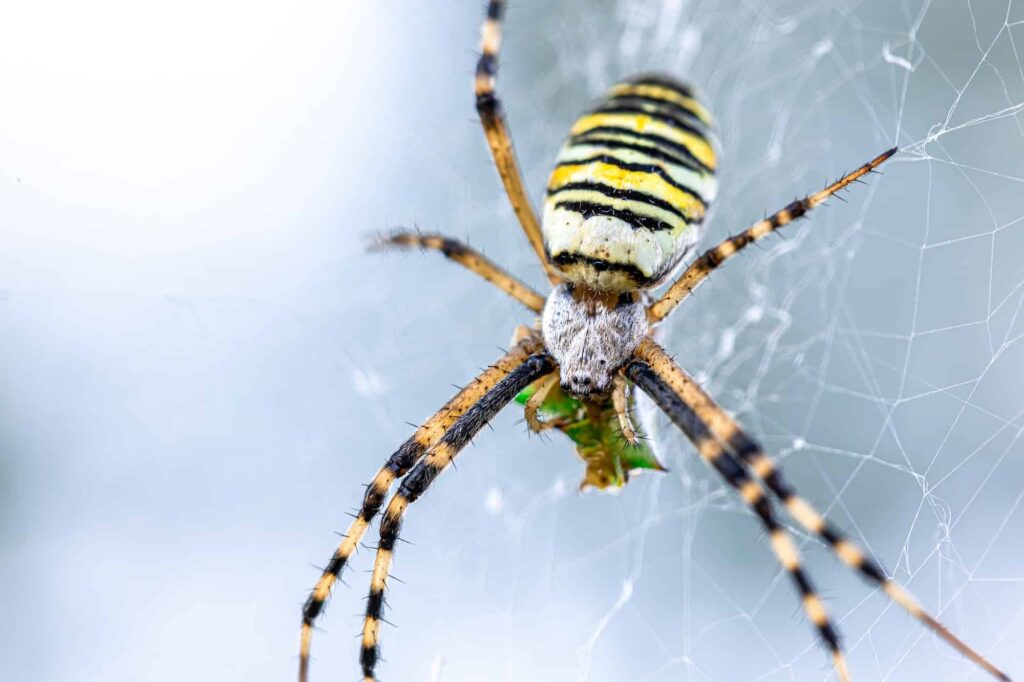 Close-up of a yellow and black striped spider on its web, holding a small green insect as prey, with a blurred light gray background.