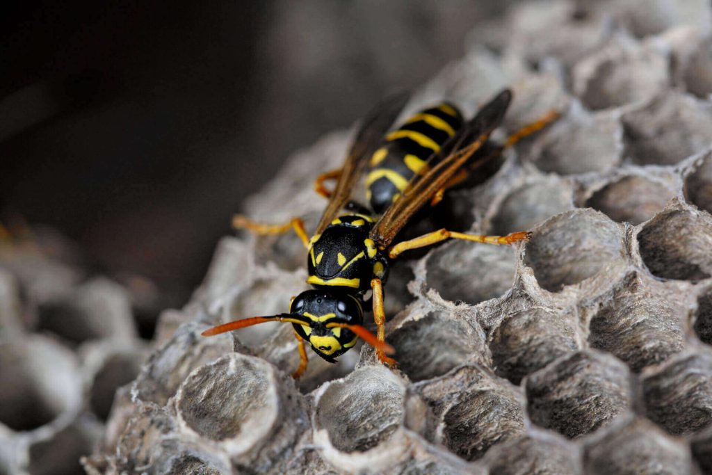 Paper Wasp 1 scaled 1