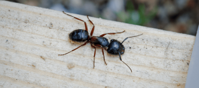 big black ants