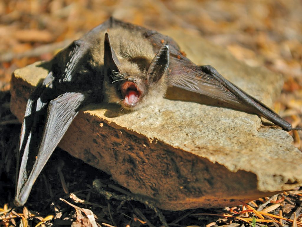 Bats