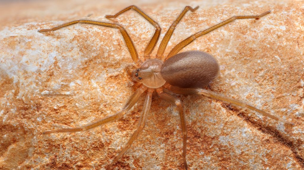 Brown Recluse Spider Control