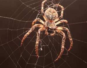 Spider Pest Control