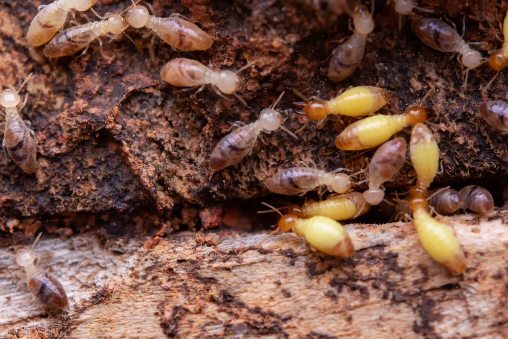 Termite