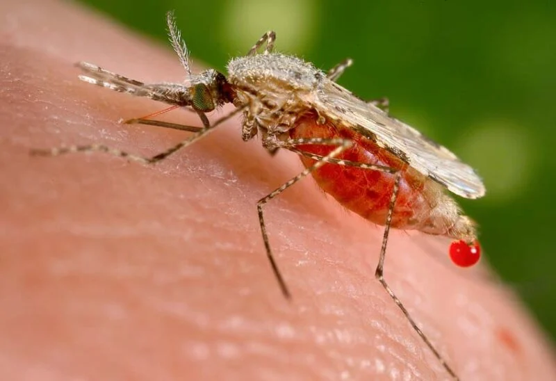 mosquito control service