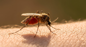 mosquito control