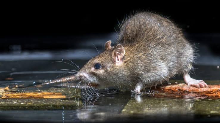 Rodent