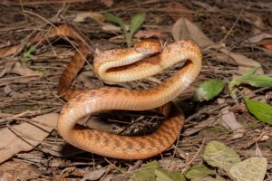 snakes