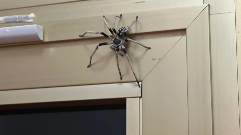 spider control