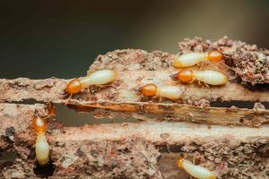 termites control