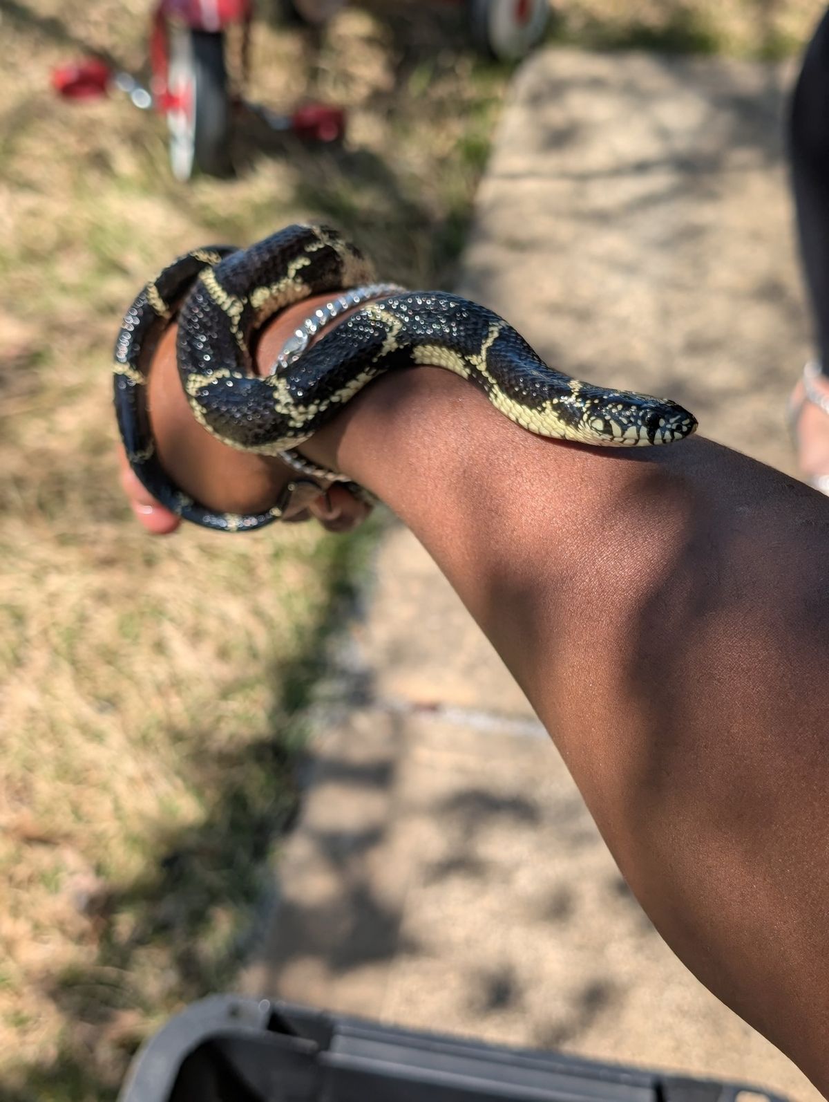 Homepage 2026 6 Kingsnake safely handled during wildlife removal in Georgia by Direct Pest Solutions