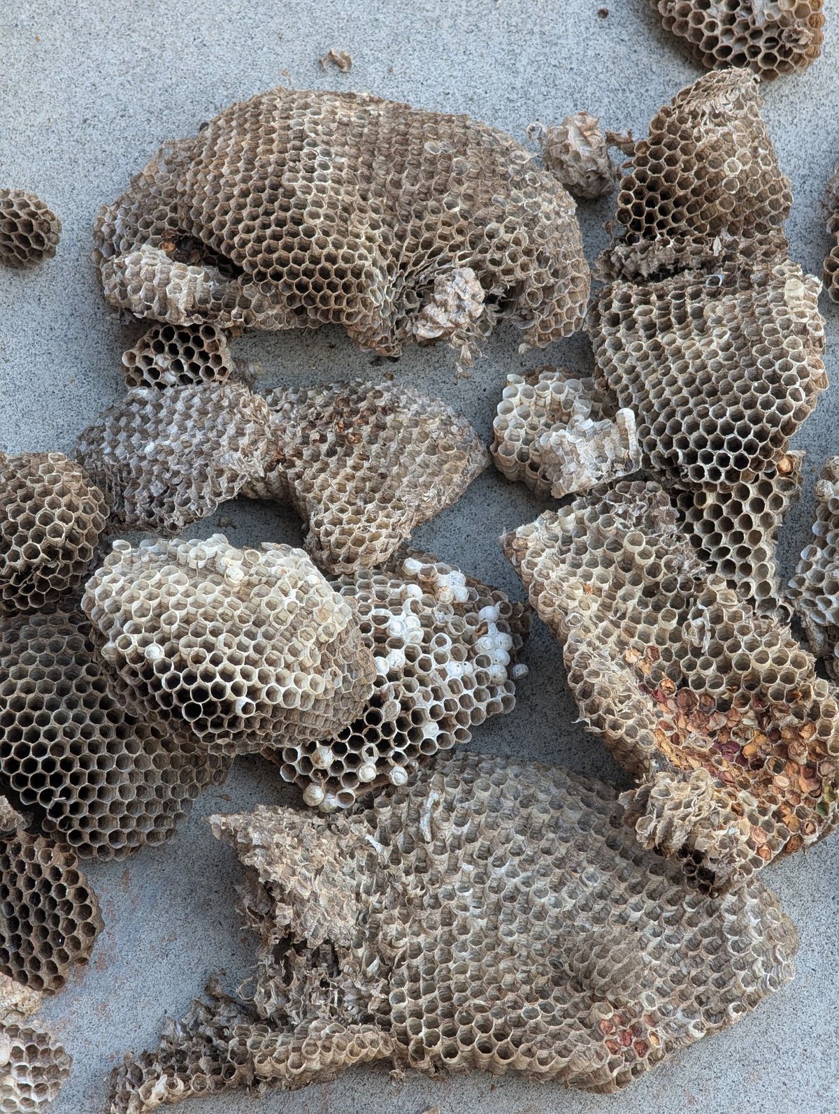 Homepage 2026 7 Wasp nest removal job by Direct Pest Solutions, pest control Locust Grove GA